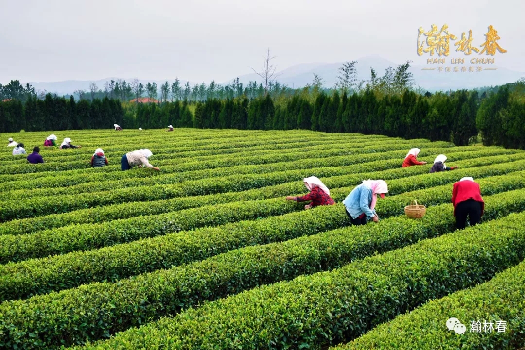 瀚林春茶业