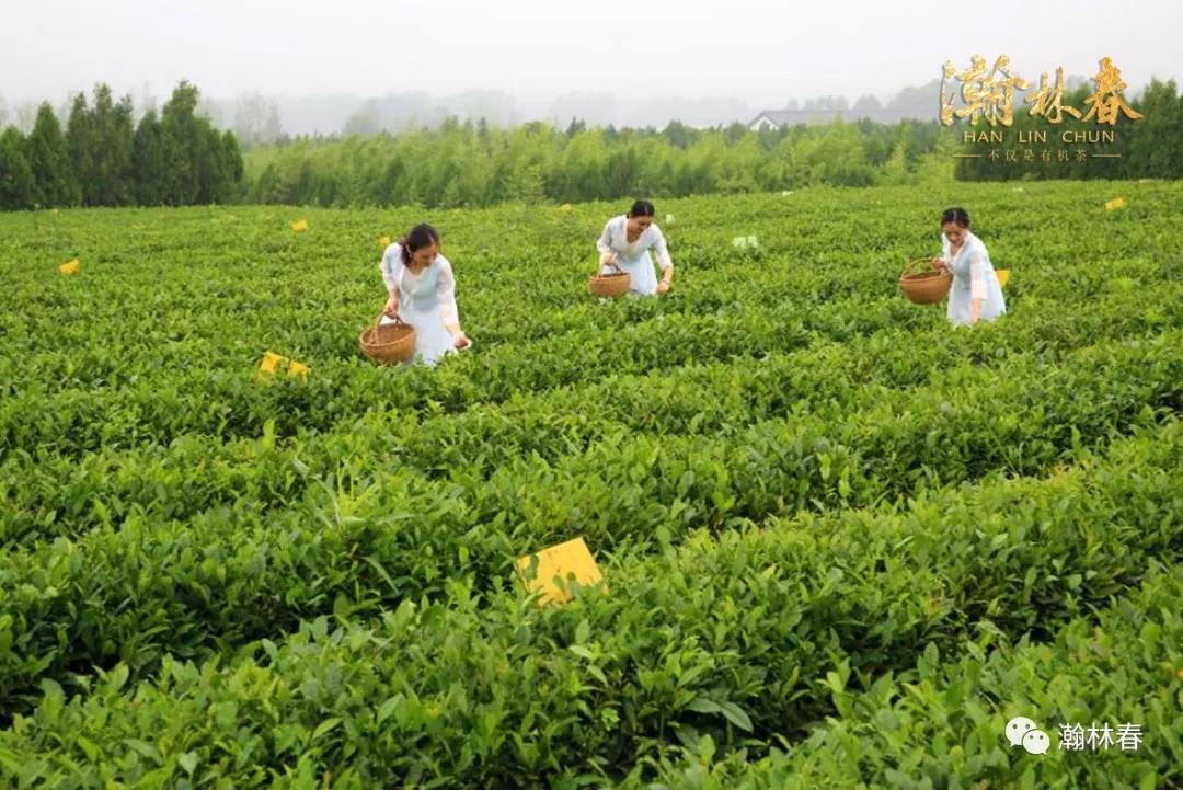 瀚林春茶业