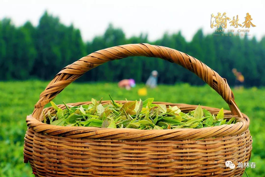 瀚林春茶业