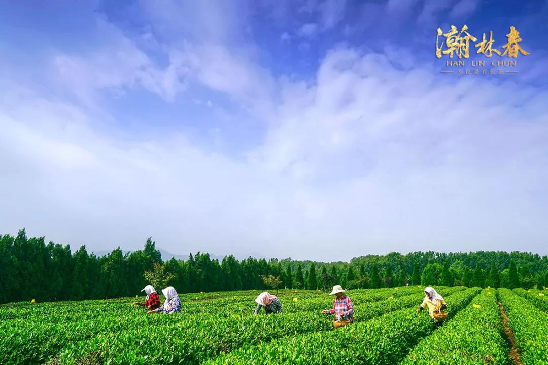 瀚林春茶业