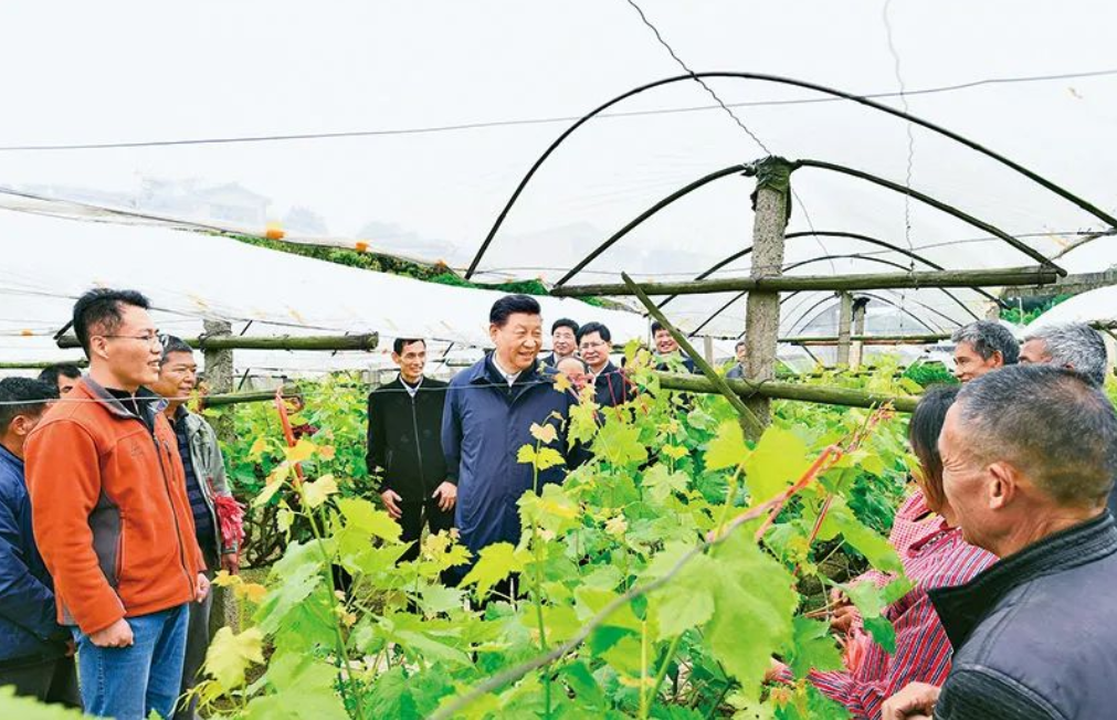 习近平:坚持把解决好“三农”问题作为全党工作重中之重 举全党全社会之力推动乡村振兴(图4) 习近平:坚持把解决好“三农”问题作为全党工作重中之重 举全党全社会之力推动乡村振兴(图4)
