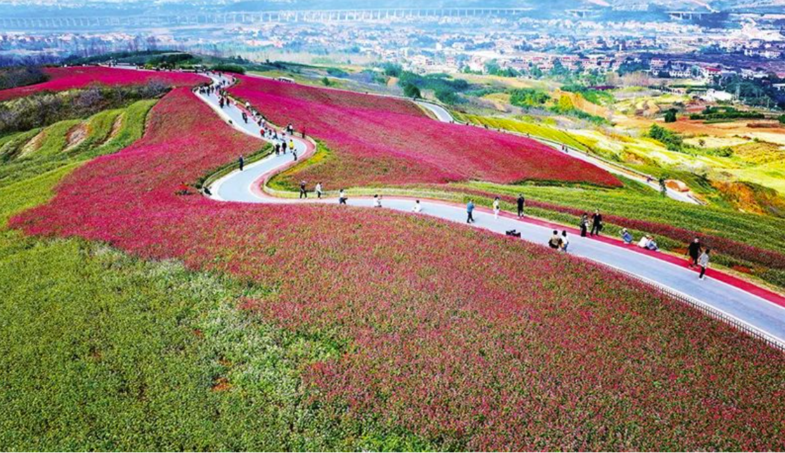 中央农办：有力有效推进乡村全面振兴(图3)